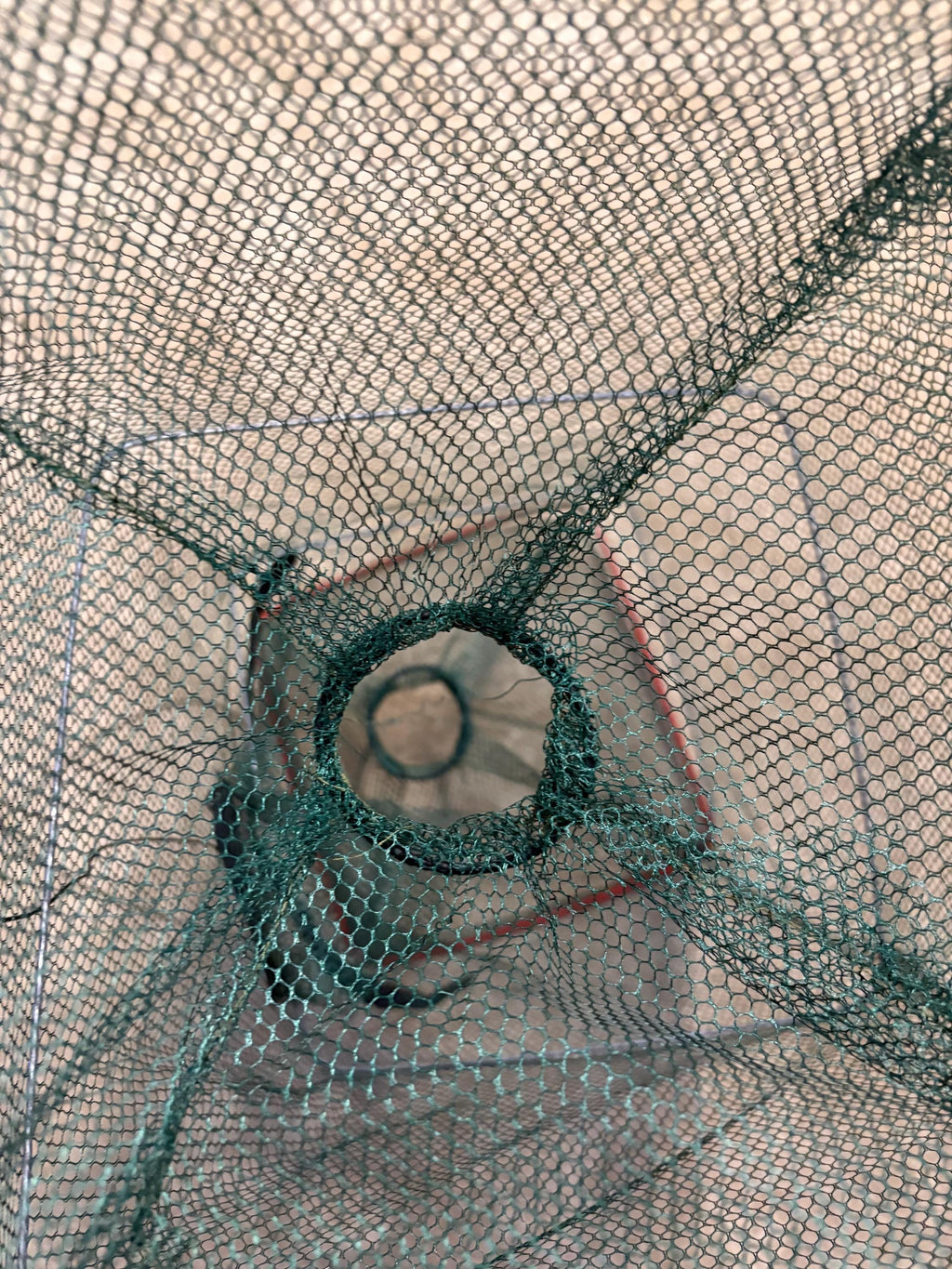 Minnow/Bait Trap